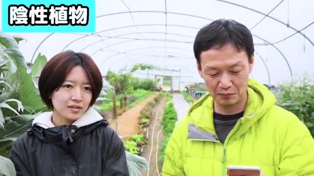 2. 日陰のスペースを有効活用できる野菜たち