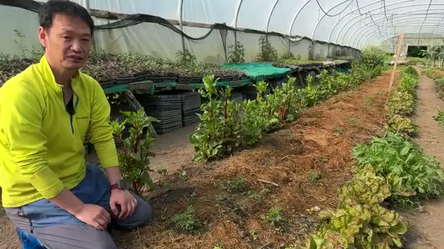 3. 実践で役立つ管理テクニック(水やり・草マルチ・害虫対策)