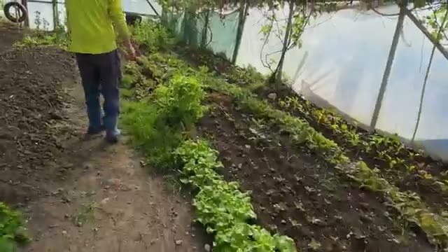 4. とう立ちした野菜をおいしくいただく知恵
