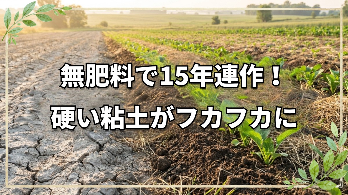 無肥料15年連作で粘土質がフカフカに