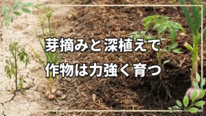 【自然栽培】ニンニクを太らせる芽摘みとトマト定植のコツ!高温障害から回復する自家採種の強さ