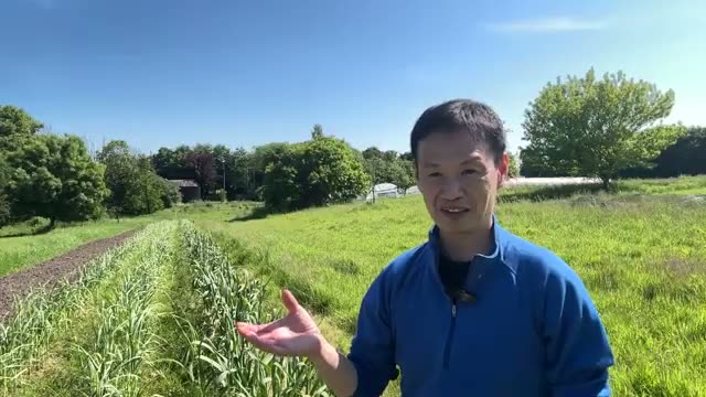 地下茎だらけの畑から「除草ゼロ」への劇的変化