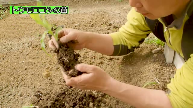 定植に適した苗の大きさと鳥害対策