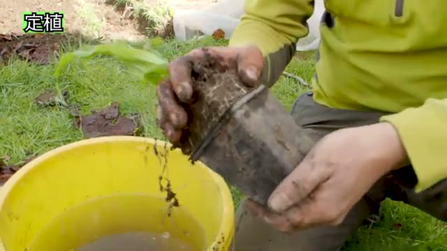 根を傷めない定植の手順と株間