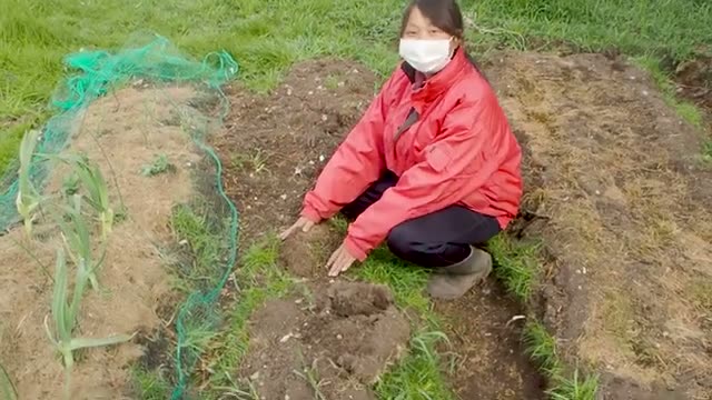 畝の準備と植え付け列の考え方