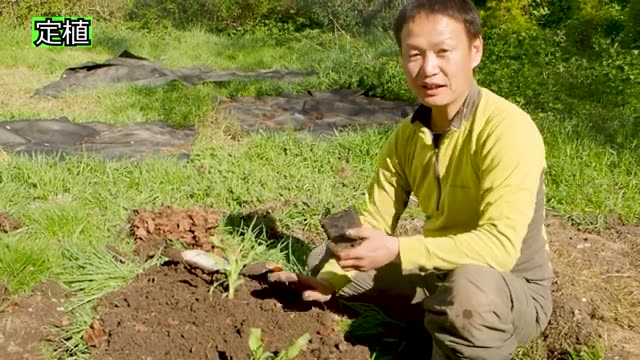 粒揃いを良くする敷き草と水分管理