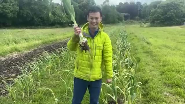 4. 地下茎雑草はやがて消える——土づくりのサインと向き合い方
