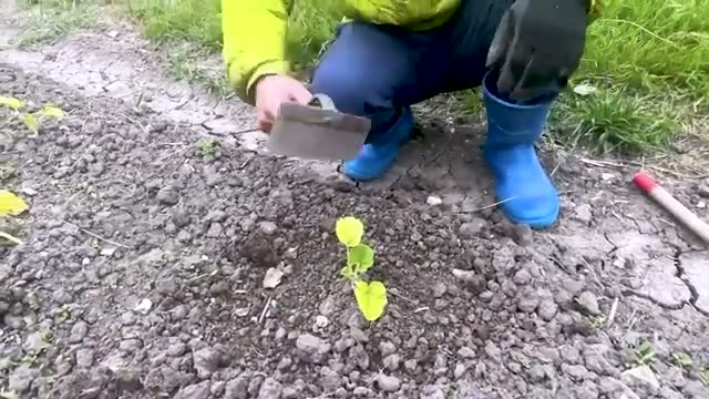 1. 除草で最も重要なのは「早期除草」と「先手」