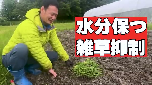 2. 根まで抜く必要はない?「成長点」を理解した省力除草