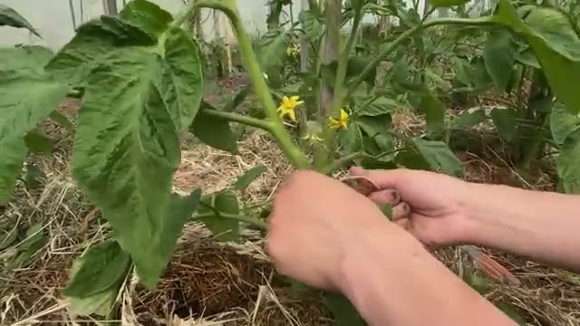 2. 実践で役立つ仕立てと結び方のポイント