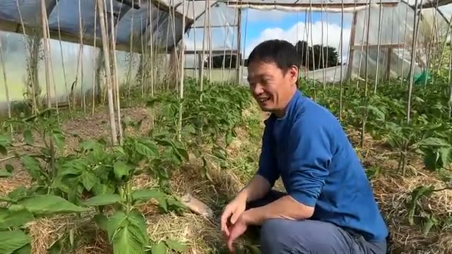 3. 連作と自家採種が育む「圧倒的な生命力」