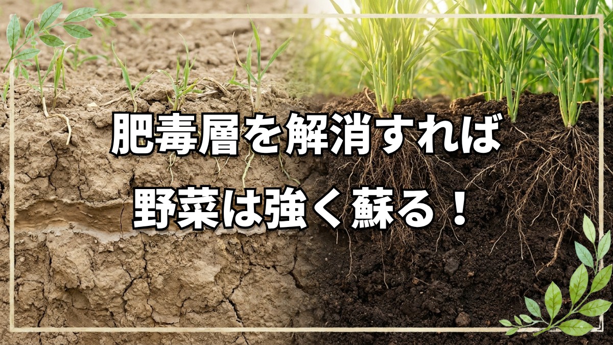 土の肥毒を解消する方法
