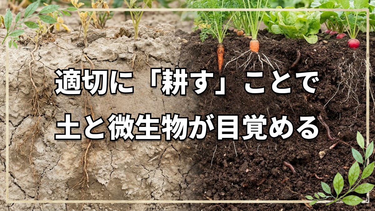 自然栽培で「耕す」利点と土づくりの本質