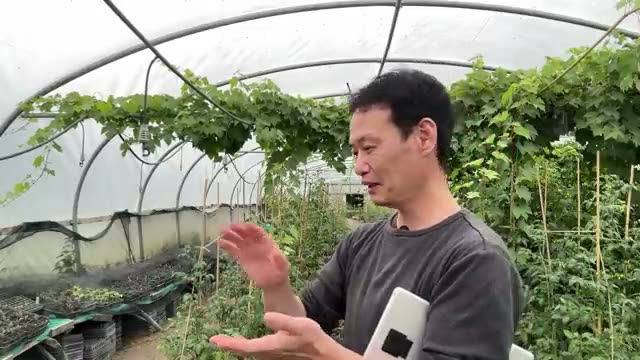 草マルチを効果的に活用する注意点