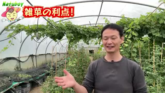雑草が生える意味と土の状態を表す4つのステージ