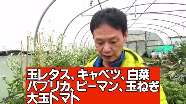 オオイヌノフグリによる自然なグランドカバー効果