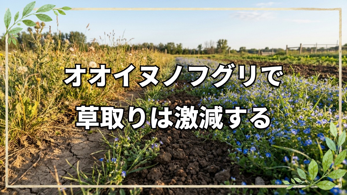オオイヌノフグリが畑を覆うと草取りが激減する理由と自然農法の草管理