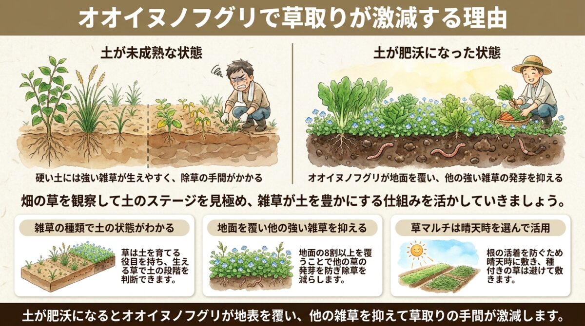 オオイヌノフグリが畑を覆うと草取りが激減する理由と自然農法の草管理