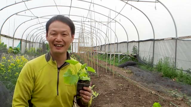 ハウス内でのズッキーニ定植手順