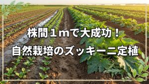 自然栽培の育苗ハウス見学とズッキーニ定植のポイント