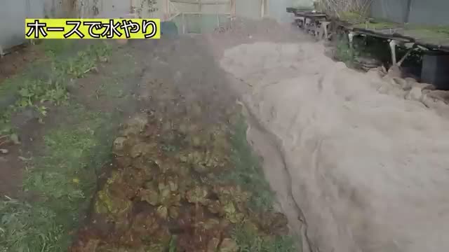 水やりの方法と道具の選び方