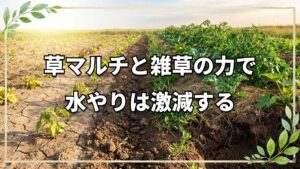 自然の力を生かして水不足を乗り切る!自然栽培の水やり削減法