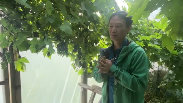 驚異的な収穫量を誇る果樹の無剪定栽培