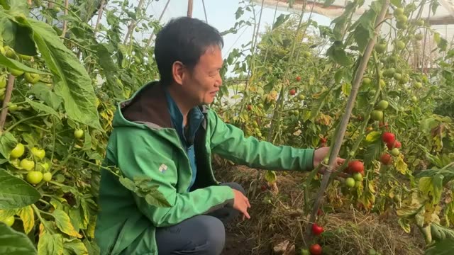 トマトの垂直仕立てにおける管理のポイント