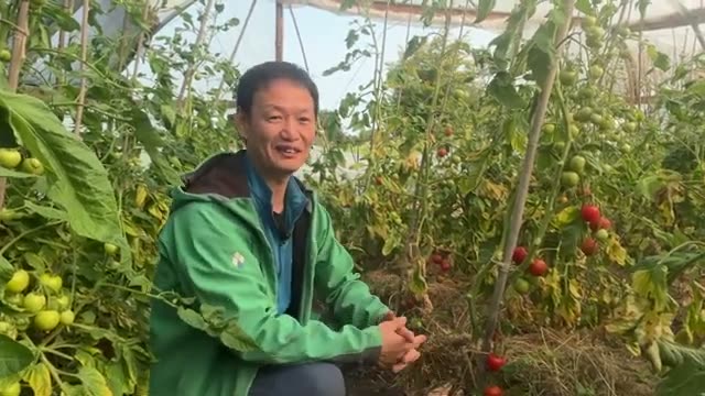ミニトマトの垂直仕立てと露地栽培の様子