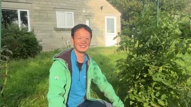トマトの自家採種の手順