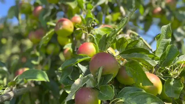 異常気象を乗り切るためのポイントと種のシェア