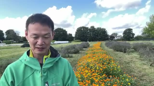 事例1:アフリカ・ザンビアの大干ばつと自家採種トウモロコシ