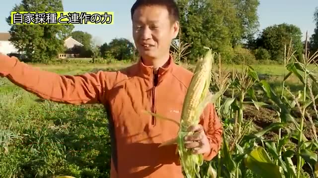 事例2:冷涼なイギリスで8〜9年かけて適応したトウモロコシ