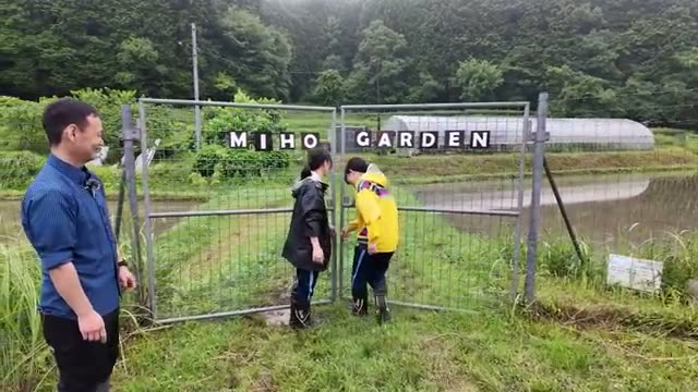 水田の初期除草における「チェーン除草」の役割と手順