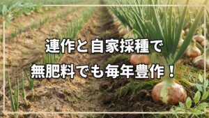 【自然栽培】秋のファームの様子と土の力！連作と自家採種がもたらす豊かな実り