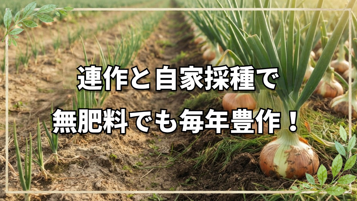 【自然栽培】秋のファームの様子と土の力！連作と自家採種がもたらす豊かな実り