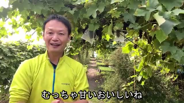 完全無肥料・無農薬のブドウと読者への感謝