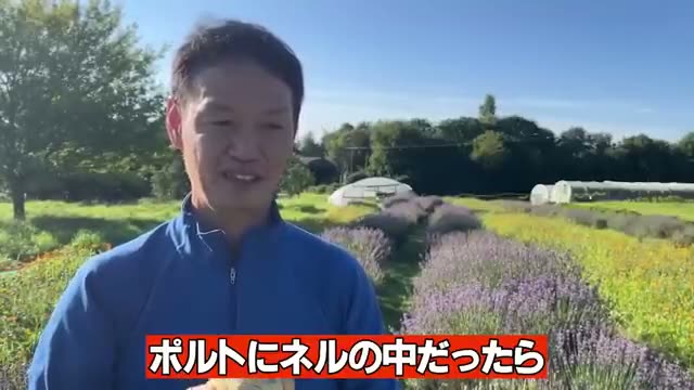 タマネギの自家採種:強い種を育てる具体的な方法