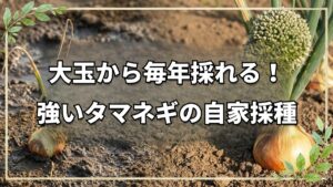 タマネギの自家採種と強い種の残し方