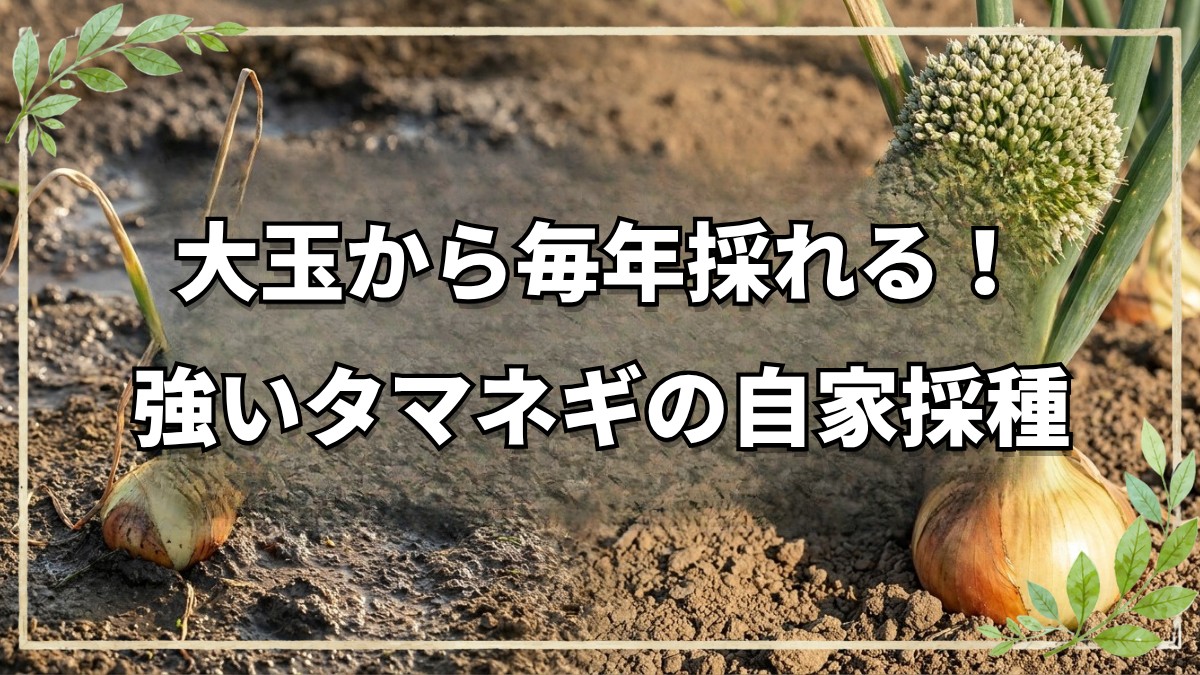 タマネギの自家採種と強い種の残し方