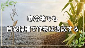 寒冷地でも自家採種は可能か?不可能を可能にした自然栽培の実例と知恵