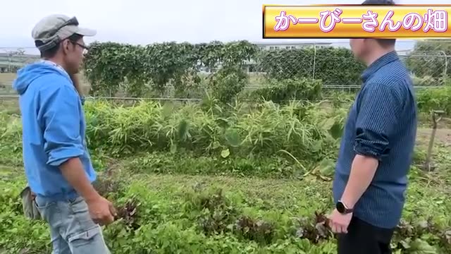 生姜と里芋の混植実験で見えた意外な結果