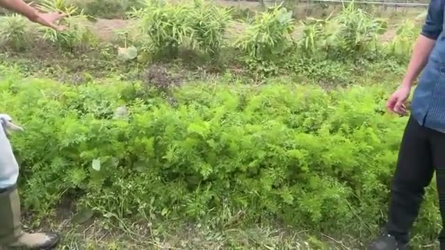 こぼれ種ニンジンの密生による雑草抑制効果