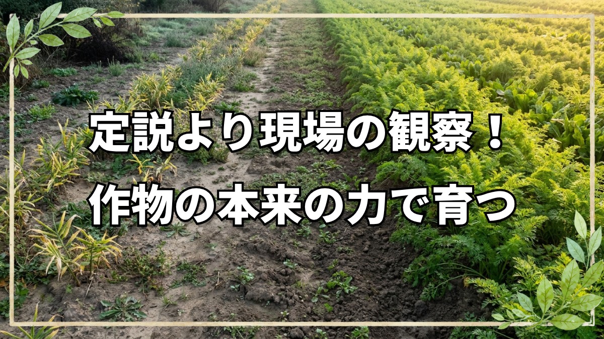 【自然農ファームツアー】人参葉で雑草を抑える仕組みと無肥料・不耕起圃場の栽培実験まとめ
