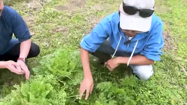 良い土の目安となる4つの草と害虫対策