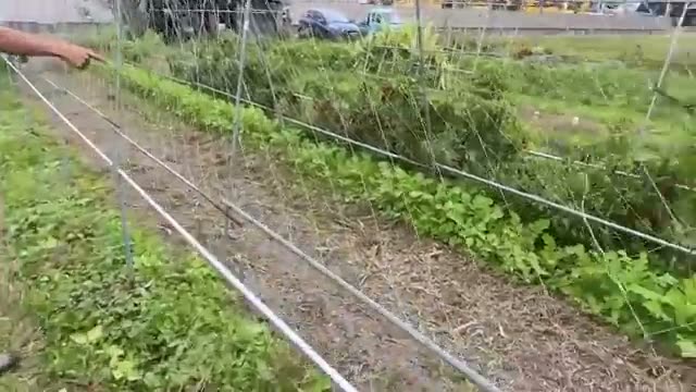 近年の暑さに合わせた秋冬野菜の播種時期
