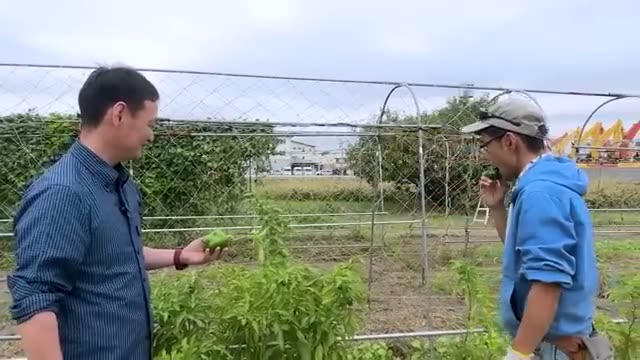 固定種ピーマンの自家採種と味の特徴