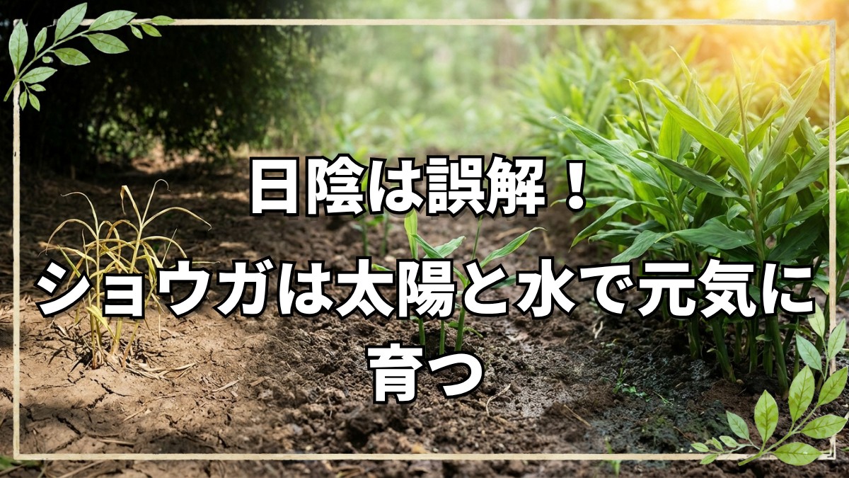 【ちょこっと自然農9年目】日当たりを好むショウガ栽培と気候変動に適応する畑の知恵