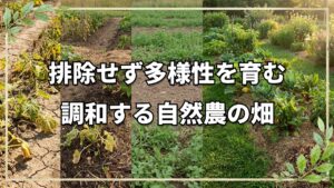 自然農10年の調和する畑づくり