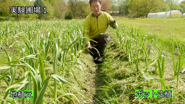 比較実験で見られた生育と動物被害の差